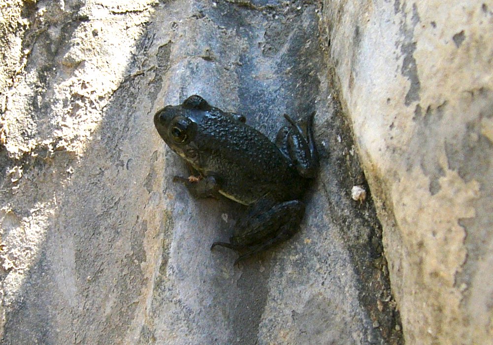 Pelophylax cerigensis, & Co.